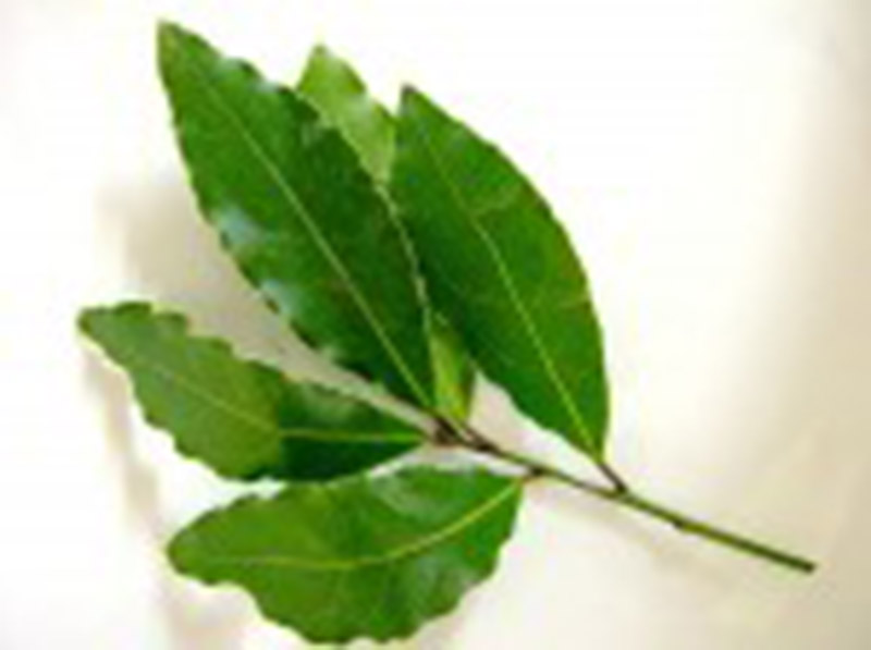 laurel3