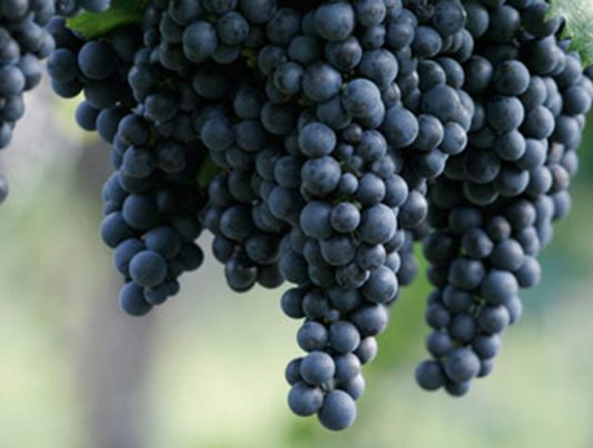 El vino tinto ayudaría a perder peso