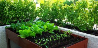 Huerta en casa: cómo armarla en espacios chicos