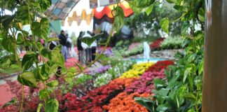 El alelí será el símbolo de la 52º edición de la Fiesta Nacional de la Flor