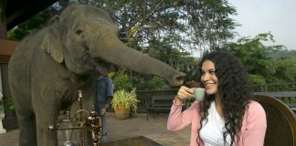 ¿Sabés de qué está hecho el café más caro y exótico del mundo?