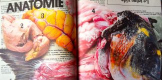 FISH: un libro integral sobre el pescado