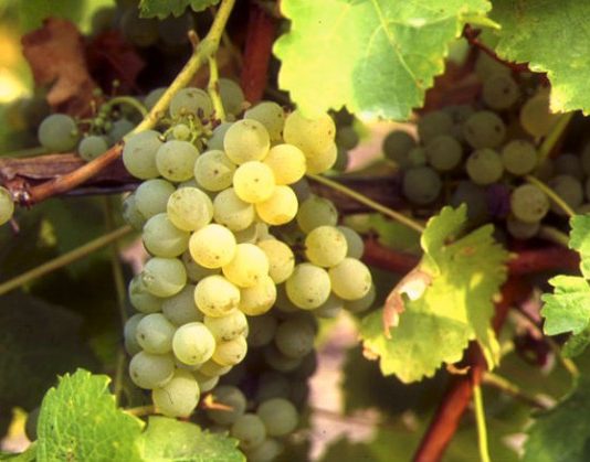 Chenin Blanc, el maridaje ideal para el verano