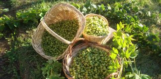 Se viene el 1º Festival de la Cosecha de Lúpulo