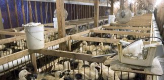 Prohíben la producción de Foie Gras por temor a un brote de gripe aviar