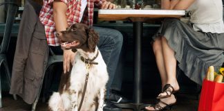 En el Día del Perro, 5 lugares para salir a comer con tu mascota