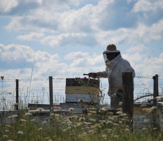Alemania rechaza containers de miel uruguaya con rastros de glifosato
