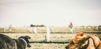 Se realizó la recolección de la primera cosecha de Trufas Negras argentinas
