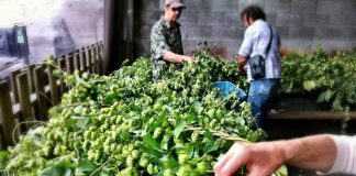 Llega una nueva edición del Festival de la Cosecha del Lúpulo