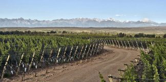 El vino patagónico se afianza y apunta al enoturismo