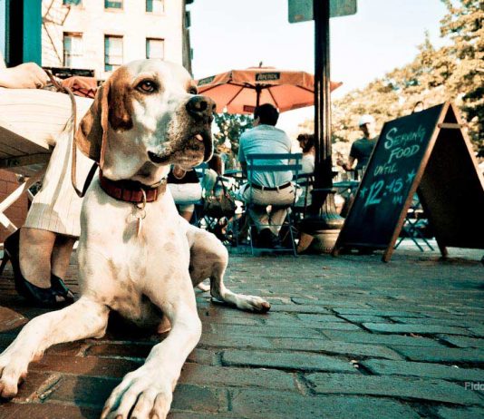 Turismo Pet-Friendly: una prioridad para los viajeros poder disfrutar con sus mascotas