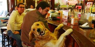 Los porteños dijeron «no» a las mascotas en los bares