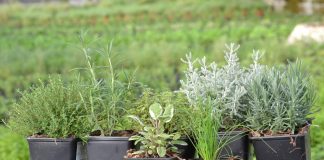 Cultivo, usos y curiosidades de las plantas aromáticas