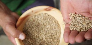 Cocineros de todo el mundo se suman al movimiento Slow Food