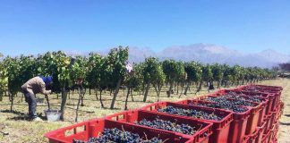 Nace una nueva bodega: La Coste de Los Andes, la versión argentina de Chateau La Coste