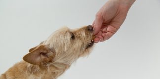 Mascotas conscientes: lanzan el primer superalimento para perros