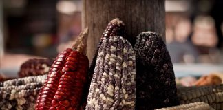 Comenzó la Semana de los Cultivos Andinos en Buenos Aires