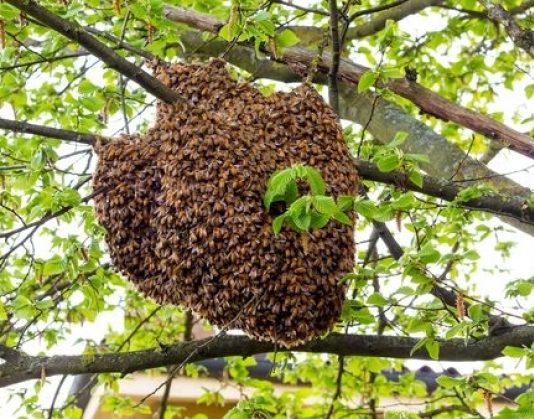 La Miel Silvestre del Pueblo Wichí, el nuevo Baluarte Slow Food