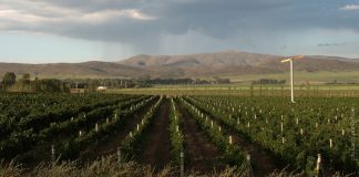Los mejores Vinos de la Provincia de Buenos Aires se dan cita en Olivos