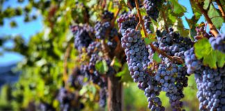 Merlot: la variedad francesa que brilla en la Patagonia argentina