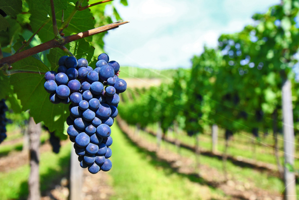 cabernet-2