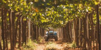 Oro para Bodega Santa Julia por sus «Prácticas Sustentables»