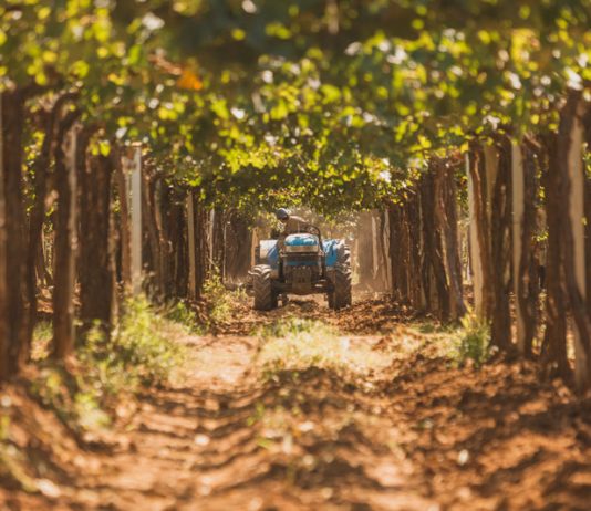 Bodega Santa Julia obtiene certificación vegana
