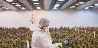 Expo Cannabis: llega la primera gran exposición de cannabis del país