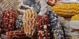 Arrancó la Semana de los Cultivos Andinos en Buenos Aires