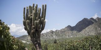Bonarda y Naranjo, lo nuevo de la bodega norteña El Porvenir
