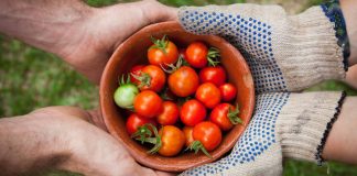 La edición Terra Madre Brasil 2020 se llevará a cabo de forma virtual y tendrá repercusión internacional