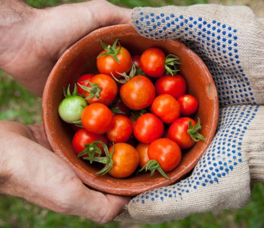 Festejos en todo el mundo por los 30 años de la red Slow Food