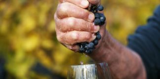 Bodega Santa Julia presenta su primer vino natural