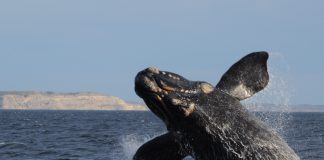 Península Valdés celebra 20 años como patrimonio de la humanidad