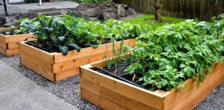 Claves para mantener una huerta sana en verano