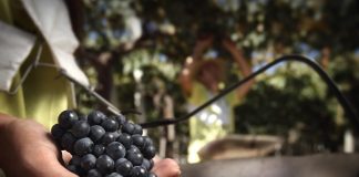 Casa del Visitante de Familia Zuccardi invita al público a vivir la vendimia