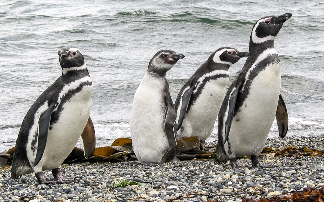 Verano en Ushuaia temporada alta de pingüinos SalPimenta