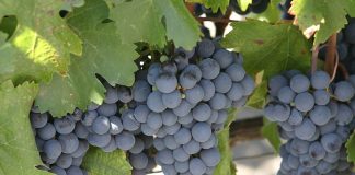 Malbec: la variedad francesa que brilla en nuestro país