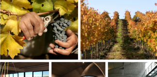 Bodega Malma invita a vivir la Vendimia