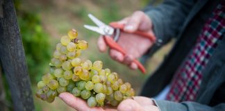 Viognier: la cepa blanca que huele a flores