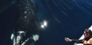 Naturaleza sin límites: las mejores postales de Chubut inmortalizadas en fotos