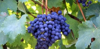 Bonarda: historia y curiosidades de la segunda uva más plantada del país