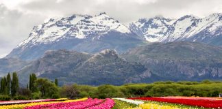 Trevelin, una nueva denominación de origen para el vino argentino