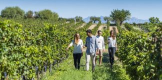 Analizan una mayor asistencia a bodegas y el enoturismo para enfrentar la crisis del COVID19