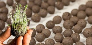 Plantarán «bombas» de semillas para reforestar las sierras de Córdoba