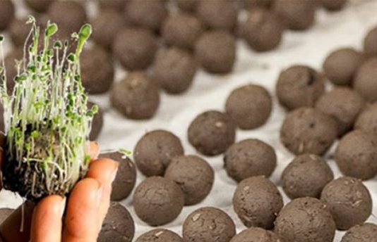 Plantarán «bombas» de semillas para reforestar las sierras de Córdoba