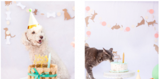 Happy Pets: snacks naturales y kits cumpleañeros para perros y gatos