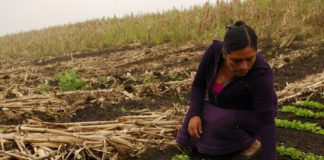 La exclusión digital, una barrera que golpea el trabajo de las mujeres rurales