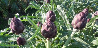 Llega la Fiesta del Alcaucil Platense 2020 con un recorrido online