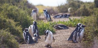 Puerto Madryn se prepara para la temporada de verano
